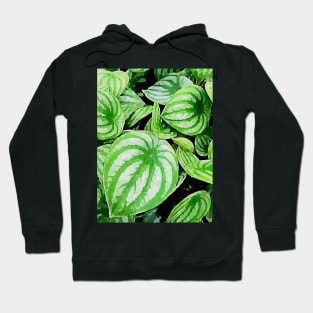 Peperomia argyreia plants Hoodie